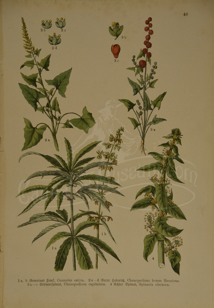 New Botanical_a.jpg