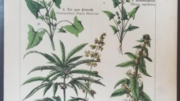 Gemeiner Hanf: Cannabis SativaE. Rohne 1909