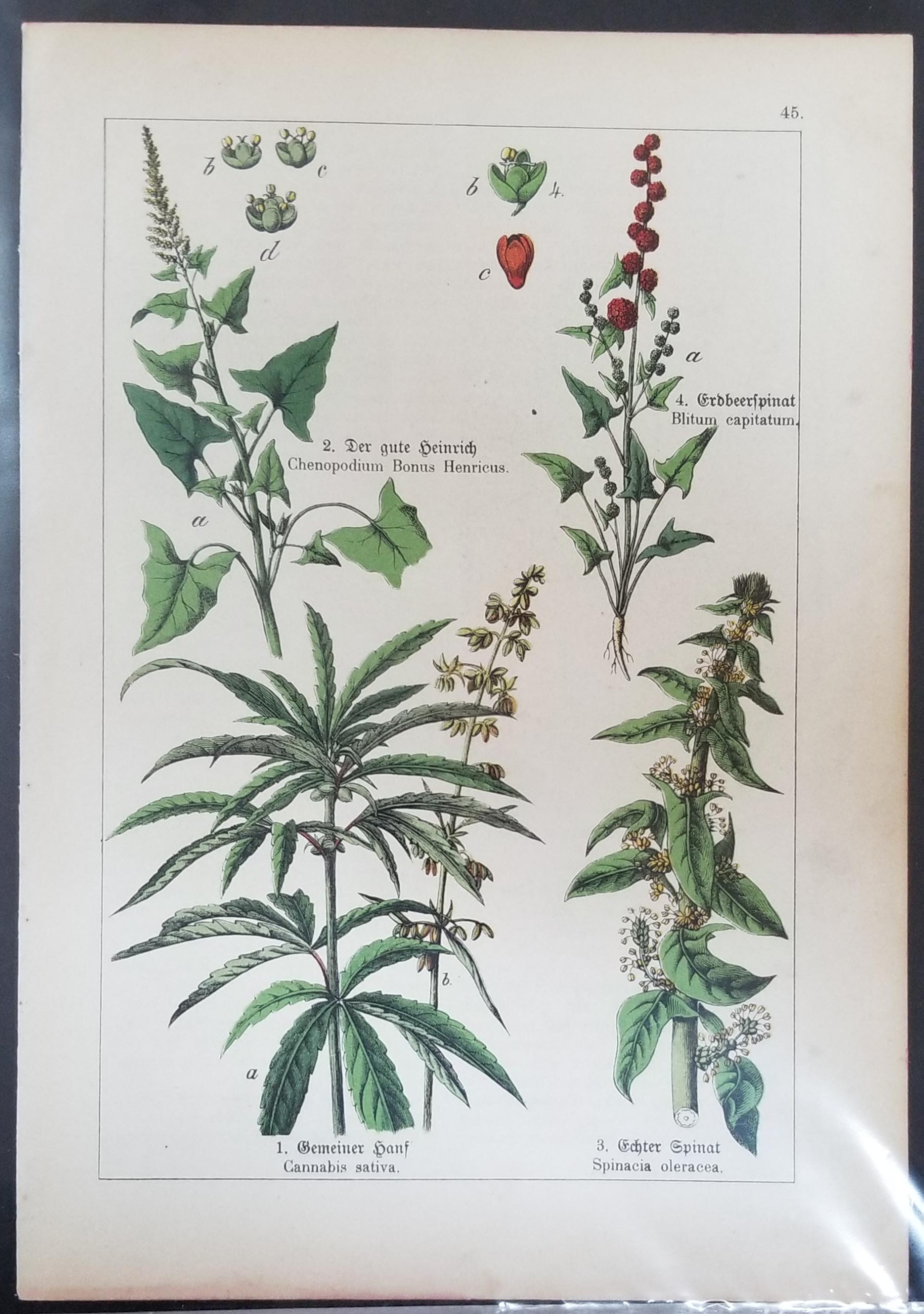 Botanical Drawings